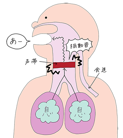 声が出る仕組み